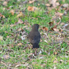 Turdus merula