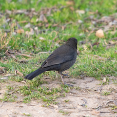 Turdus merula