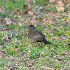 Turdus merula