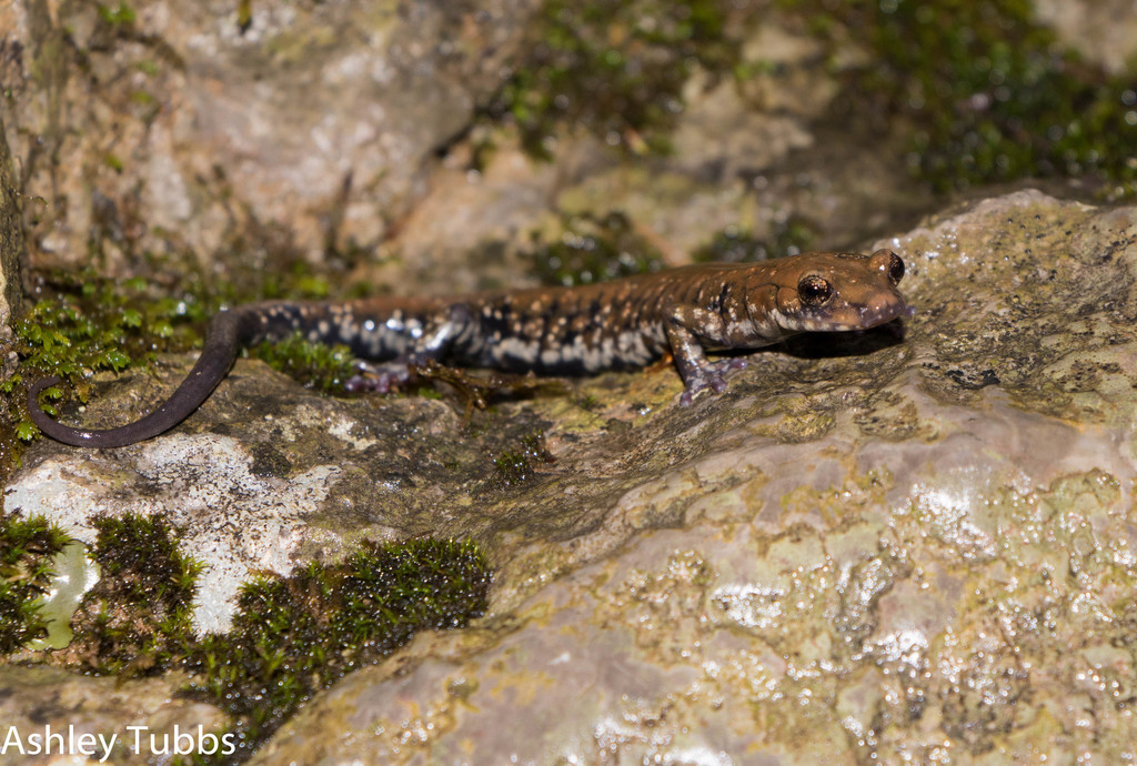 Pigeon Mountain Salamander