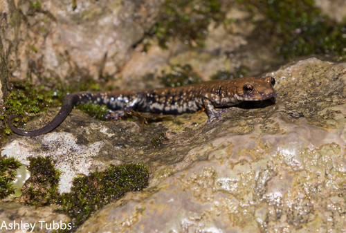 Pigeon Mountain Salamander
