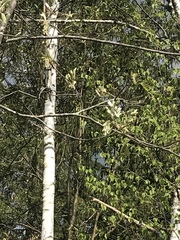 Amelanchier canadensis