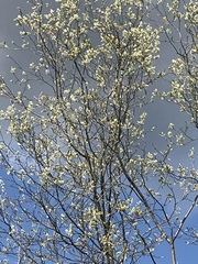 Amelanchier canadensis
