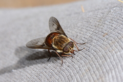 Scaptia maculiventris