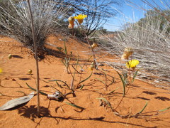 Podolepis longipedata