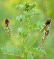 Indigofera longibarbata