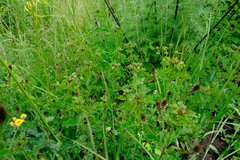 Indigofera longibarbata
