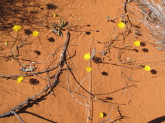 Podolepis longipedata