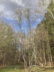 Amelanchier canadensis