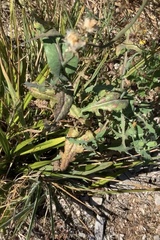 Miyagia pseudosphaeria