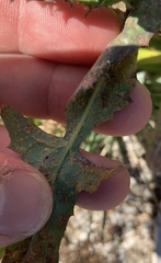 Miyagia pseudosphaeria