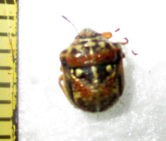 Bolbocoris rufus