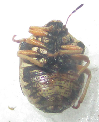 Bolbocoris rufus