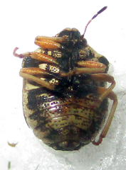 Bolbocoris rufus