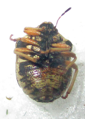 Bolbocoris rufus