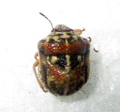 Bolbocoris rufus