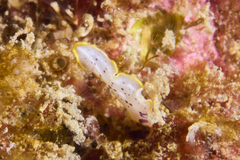 Prostheceraeus moseleyi