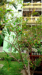 Punica
