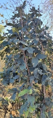 Diospyros melanoxylon