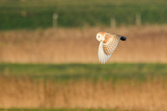 Tyto alba alba