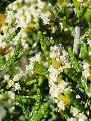 Ozothamnus hookeri