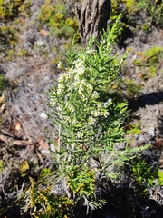 Ozothamnus hookeri