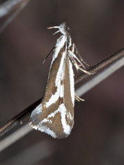 Orthiastis hyperocha