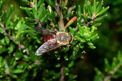Scaptia monticola