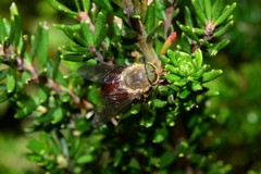 Scaptia monticola