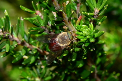 Scaptia monticola