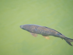 Cyprinus carpio carpio