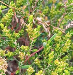 Passerina rubra