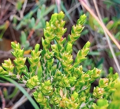 Passerina rubra