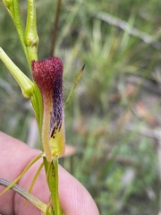 Cryptostylis hunteriana