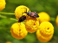 Rhynocoris cuspidatus