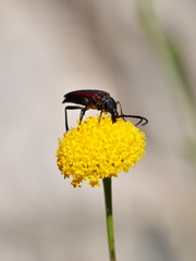 Stenurella melanura