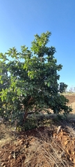 Morinda pubescens
