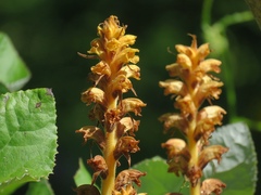 Orobanche flava