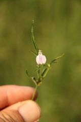 Justicia rhodesiana