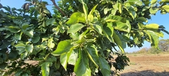 Morinda pubescens