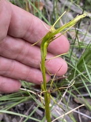 Cryptostylis hunteriana