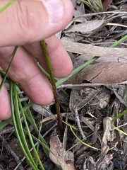 Cryptostylis hunteriana