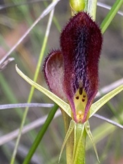 Cryptostylis hunteriana