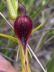 Cryptostylis hunteriana