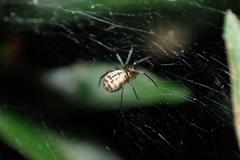 Prosoponoides sinense