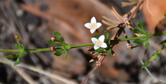 Cyanothamnus nanus nanus