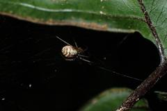 Prosoponoides sinense