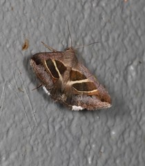 Grammodes quaesita
