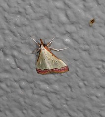 Autocharis hedyphaes