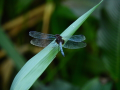 Erythrodiplax laurentia